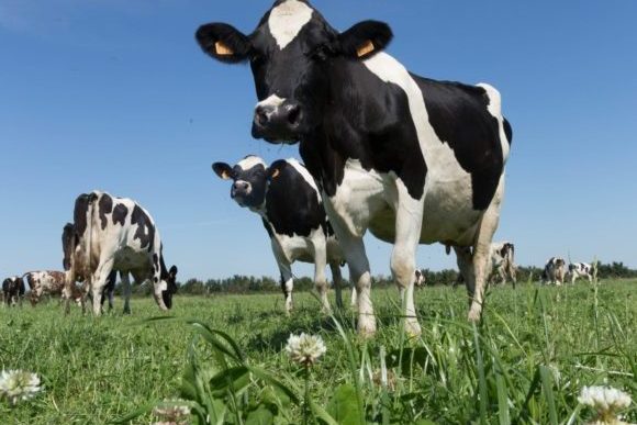 vache laitière en Wallonie,  association producteurs laitiers Belgique, bovin laitier