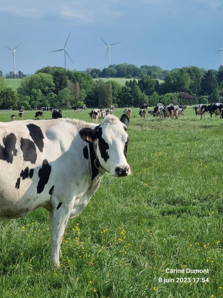 Vache laitière dans un pré en Belgique, association producteurs laitiers Wallonie, bovin laitier
